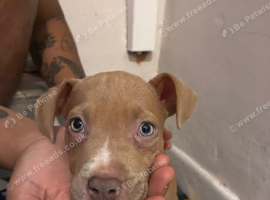Puppy staffy mixed with Belgium Malinios