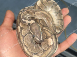2 ball pythons