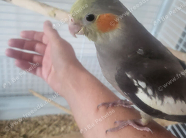 Hand reared super tame baby cockatiels