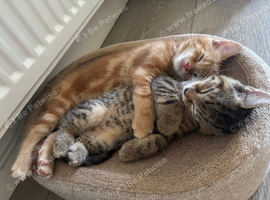 Adorable 7-Week-Old Kittens Looking for Their Forever Homes
