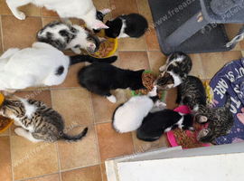 Beautiful kittens for sale looking for foreverr loving homes