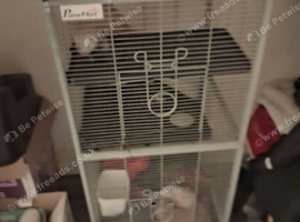 3 ferrets and cage