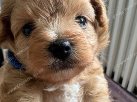 Exceptional F1 Maltipoo puppies