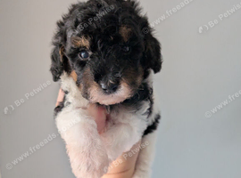 One stunning boy still available!