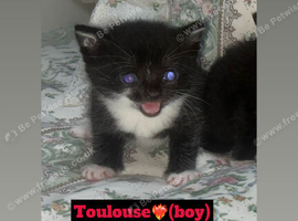 Kittens