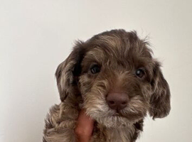 doxiepoo pups 1x female 4x male