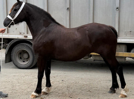 3 year old Fronarth filly