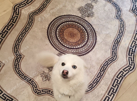 Female pomsky