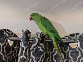 Indian Ringneck Parakeets &ndash; 4 Months Old