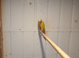 Sun conure fir sale