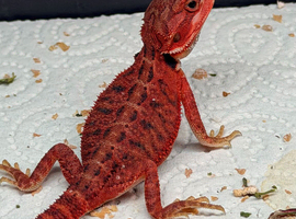 Baby bearded dragons ready for their forever homes!
