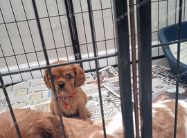 Cavalier King Charles spaniel puppies