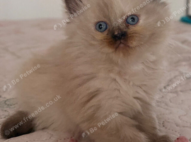 Ragdoll x Persian