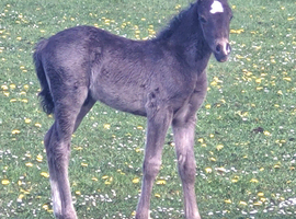 Welsh section c black colt foal