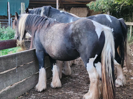 Lowmill Humbug 12.2hh 4yr-old mare. Quality in a tiny package!