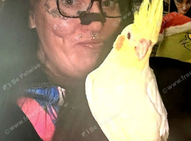 Hand-Raised Silly Tame Female Lutino Cockatiel,