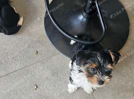 Left  3 boys. Beautiful Biewer Yorkshire Terrier Puppies &ndash; Standard Size