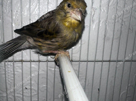 Young male