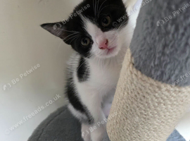 Kittens