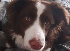 Studding a male border collie
