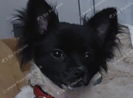 My special chichuchu x papilon one year old