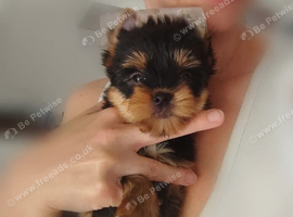 Yorkshire terrier female