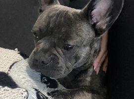 Lovely puppy looking new home
