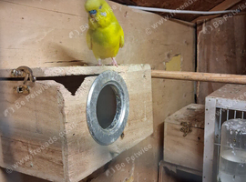Budgies for sale