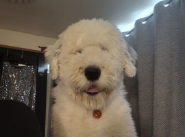 2 year old Olde English Sheepdog for stud