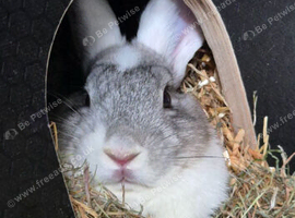 3 bunnies