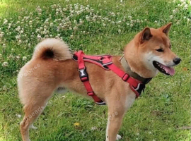 Red Sesame Shiba Inu for Stud service.