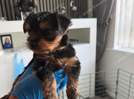 Yorkshire Terrier Puppies