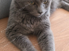Stunning Blue Male Maine Coon cross Kitten For Sale
