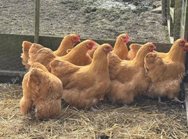 Buff Orpington Pullets