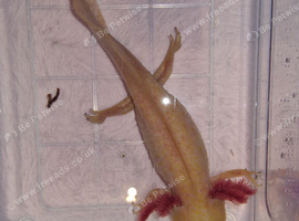Gold Albino Axolotl (8 months old )