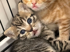 X2 Gorgeous Tabby Male Kittens