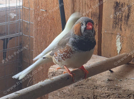 Canaries