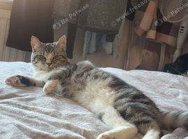 Grey tabby cat rehoming