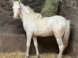 Cremello section B colt foal