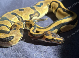 Leopard orange dream 100% het pied ball python