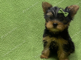 READY! 11 weeks old Quality Mini Yorkshire Terrier