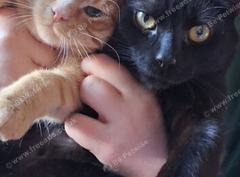 2 beautiful babies needing their forever home