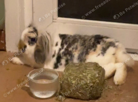 gorgeous long haired rabbit