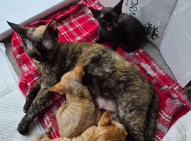 Devon rex boys