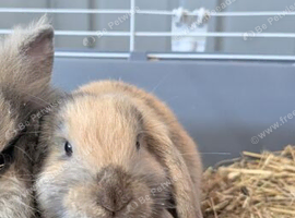 Mini lop