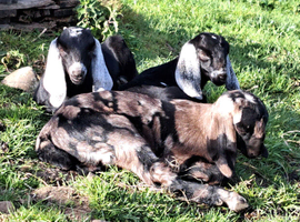 Pedigree Anglo Nubian kids for sale