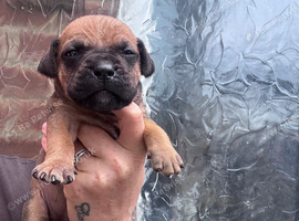 Dogue de Bordeaux x Cane corso puppies