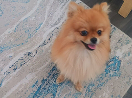 For sale nice dog