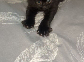 Fluffy black boy