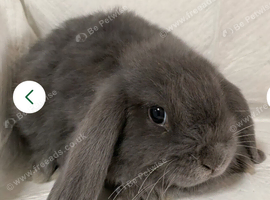 2 rabbits for sale